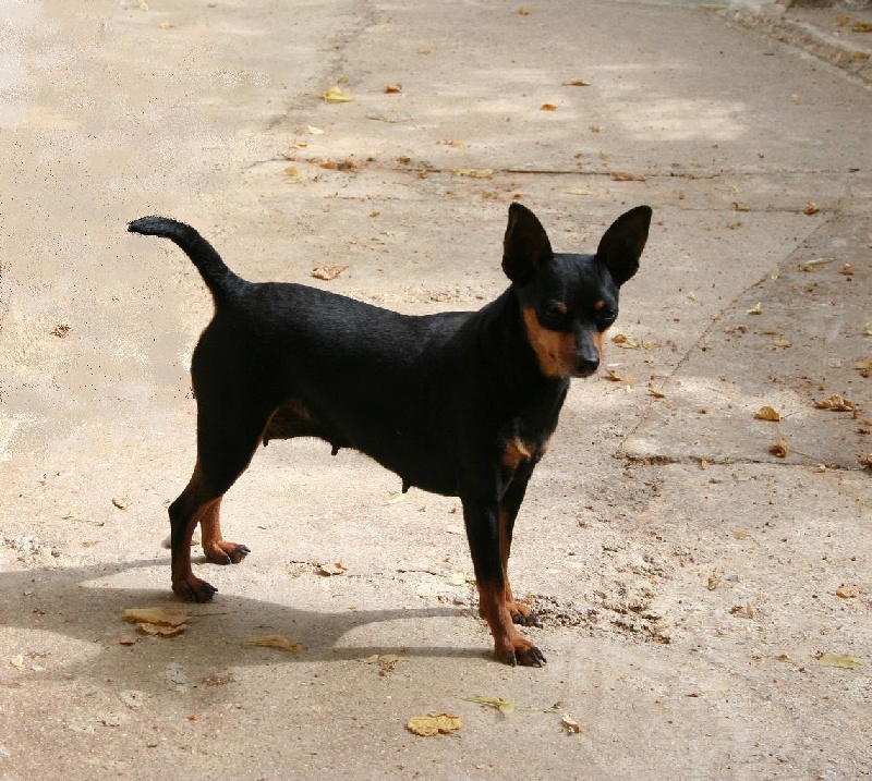 dobri's Little by little